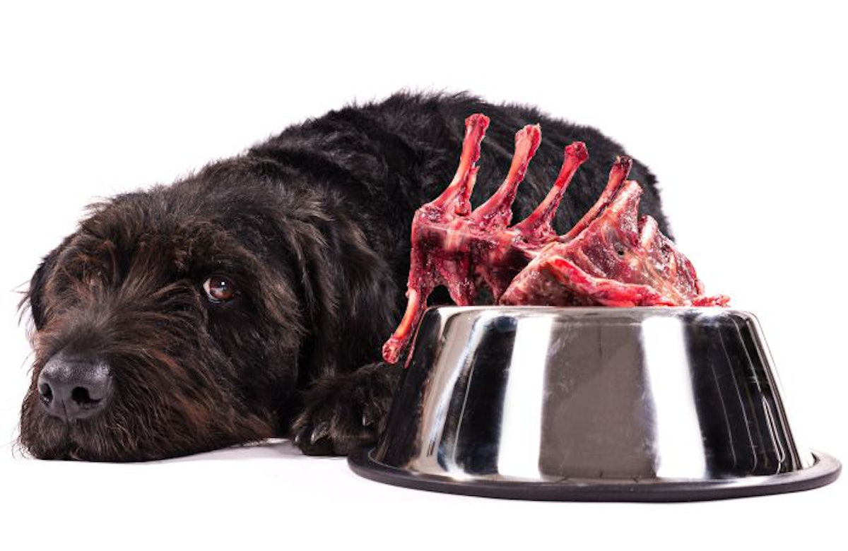 Fresh meat kibble higher in amino acids than meat meals PetfoodIndustry