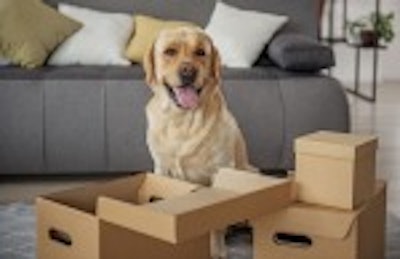 Dog Packages Delivery Boxes
