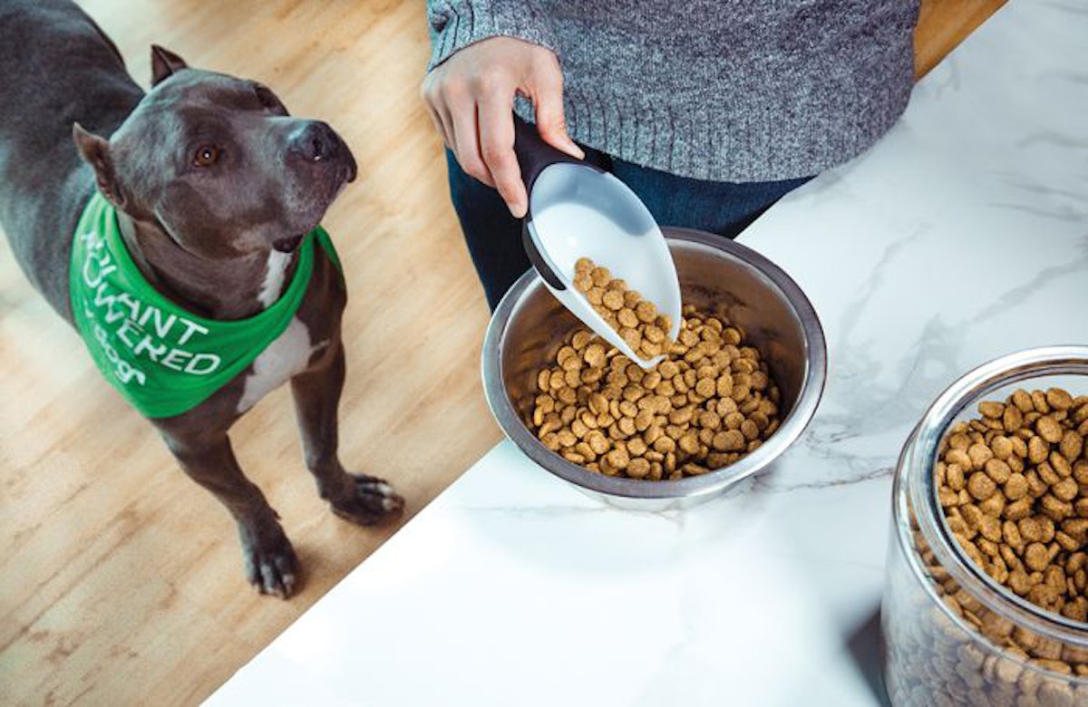 v dog successfully tapping into vegan dog food market PetfoodIndustry