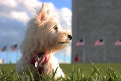 Photo courtesy of Mars Petcare Better Cities for Pets Program