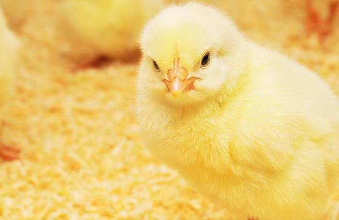 Tsekhmister, Bigstock