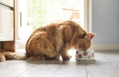 A study conducted by AFB International determined any cat food with gravy was preferred and sustained interest. | nektarstock, iStockPhoto.com