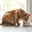A study conducted by AFB International determined any cat food with gravy was preferred and sustained interest. | nektarstock, iStockPhoto.com