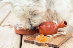 Photo by Nina Podlesnyak