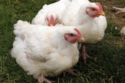 Among pet foods with meat listed as the first ingredient, 64 percent list more than one protein source, with chicken being the most popular. l Andrea Gantz