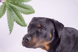 (rgbspace | BigStock.com)