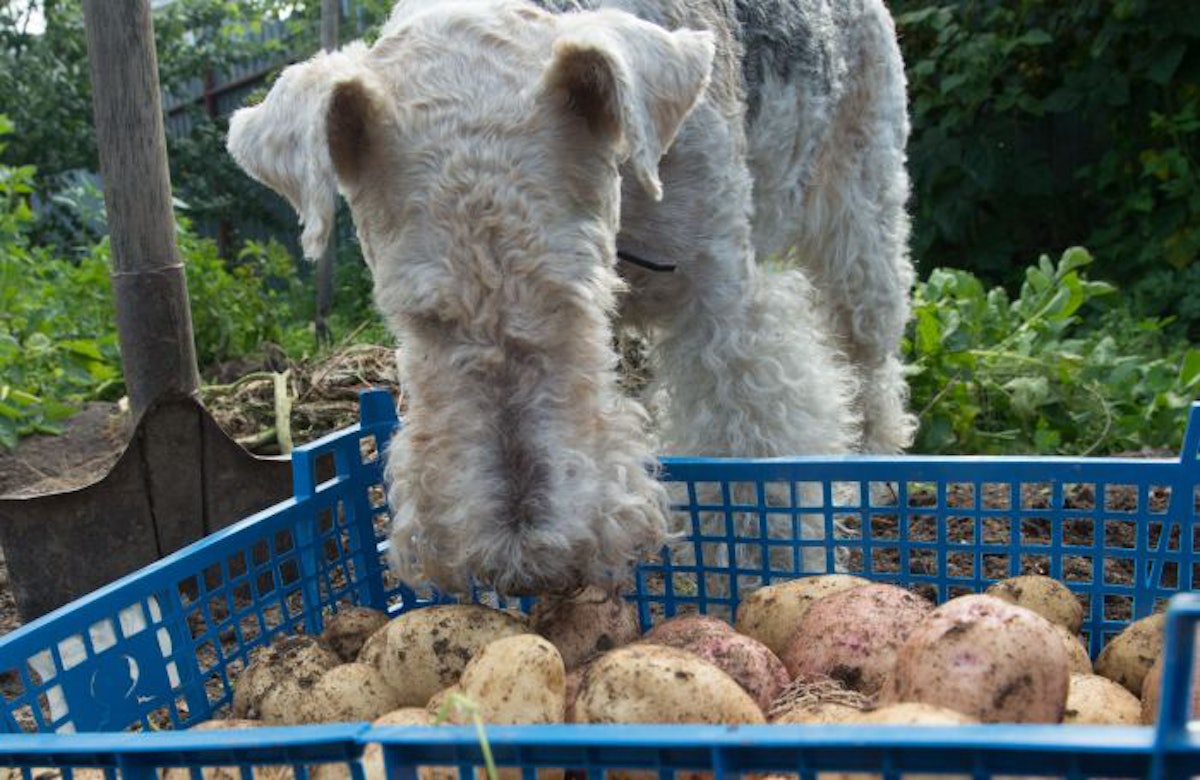 Do peas and potatoes really cause heart disease in dogs PetfoodIndustry