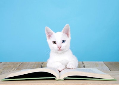 White Cat Reading Book