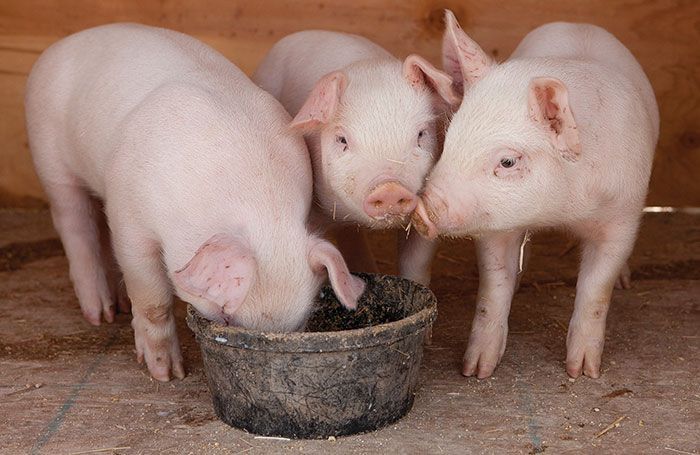 DaydreamsGirl | iStockPhoto.com