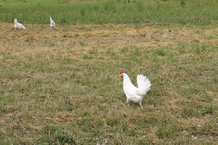 Free-range layers are provided at least 4 square meters of outdoor space per bird in Germany. | Terrence O&rsquo;Keefe