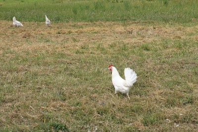 Free-range layers are provided at least 4 square meters of outdoor space per bird in Germany. | Terrence O’Keefe