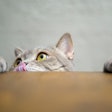 Grain-free pet food has become a staple in premium pet food formulations, leading to the need to be more creative within a crowded segment. | 101cats, iStock.com