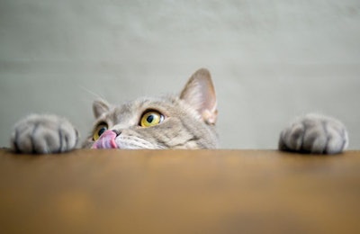 Grain-free pet food has become a staple in premium pet food formulations, leading to the need to be more creative within a crowded segment. | 101cats, iStock.com