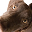 (Photprint | iStock.com)