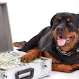 The Rottweiler was the most searched for dog breed in 34 countries in 2020. (denisfilm | Bigstock.com)
