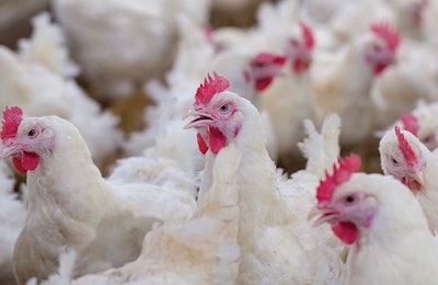 NCC guidelines are issued to assure the humane treatment of animals and promote the production of quality products. | chayakorn76, Bigstock.com
