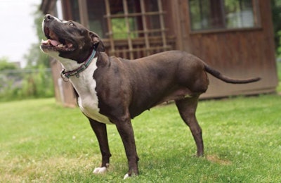 Princess is a three-legged Pitbull rescued from a dogfighting ring, and the original inspiration for Freshpet’s Fresh Start campaign. | Photo courtesy Freshpet