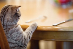 Andreykuzmin, Dreamstime.com