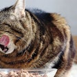The popularity of wet pet food has increased over the years for a number of factors, and not just among cat owners. | Astrid860, shutterstock.com