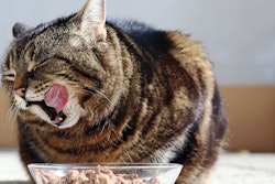 The popularity of wet pet food has increased over the years for a number of factors, and not just among cat owners. | Astrid860, shutterstock.com