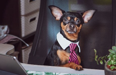 Dog Office Worker Computer Business Chihuahua