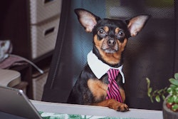 (Wildstrawberry | BigStock.com)