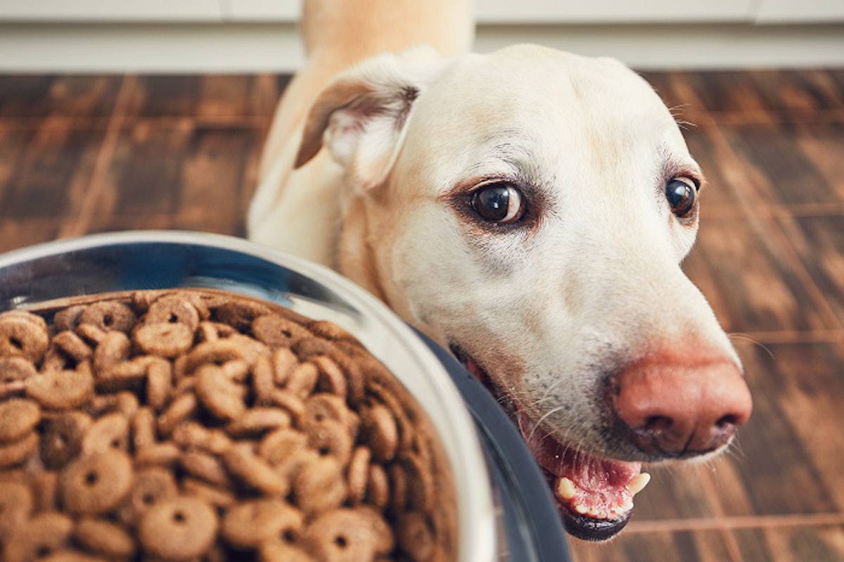 Pure dog food dragons den clearance