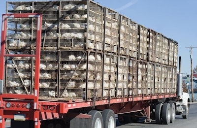 Transportation from the farm to processing can be the most difficult time for animal welfare. Special attention to heat and hydration is needed during this phase. (DelmasLehman | iStockPhoto.com)