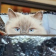 Pet food packaging has several challenges to overcome in a diverse market, and experts have plenty of ways to provide solutions. (ChrisRinckes | iStockPhoto.com)