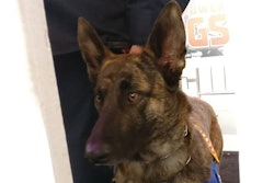 Dutch Shepherd Halo attends the premiere of the IMAX film 'Superpower Dogs' in Los Angeles, March 9, 2019. (Tim Wall)