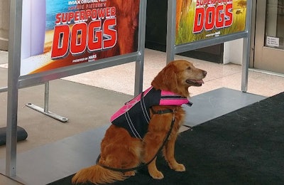 Ricochet at the premiere of 'Superpower Dogs' in Los Angeles on March 7. (Tim Wall)