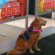 Ricochet at the premiere of 'Superpower Dogs' in Los Angeles on March 7. (Tim Wall)