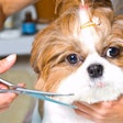 Pet grooming supply purchases are down, even as other products continue on upward trends. What does this say about the state of pet ownership? (pavel siamionov | AdobeStock.com)