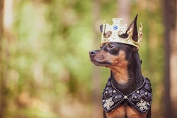 (Wildstrawberry | BigStock.com)