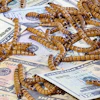 (Hamsterman , BigStock.com)