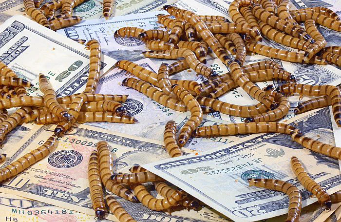 Money Insect Digestibility of mealworms as pet food ingredients | PetfoodIndustry