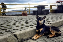 Luis Fernandez l Flickr