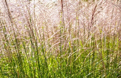 In recent studies, Miscanthus grass performed similarly to many other fiber sources for pet food formulation, and it may have promise as a hairball reduction ingredient. (olrat | iStockPhoto.com)
