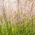 In recent studies, Miscanthus grass performed similarly to many other fiber sources for pet food formulation, and it may have promise as a hairball reduction ingredient. (olrat | iStockPhoto.com)