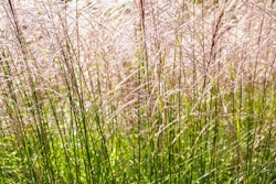 In recent studies, Miscanthus grass performed similarly to many other fiber sources for pet food formulation, and it may have promise as a hairball reduction ingredient. (olrat | iStockPhoto.com)
