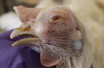 Infectious coryza clinical signs include sinusitis and nasal exudate. (Sherrill Davison)