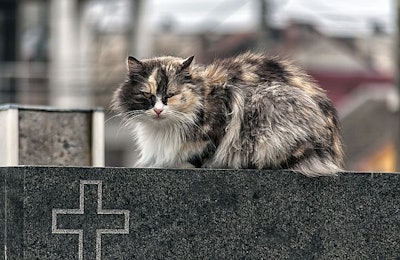 (Cat in cemetery in Timisoara, Romania. Remus Rigo | BigStock.com)