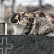 (Cat in cemetery in Timisoara, Romania. Remus Rigo | BigStock.com)