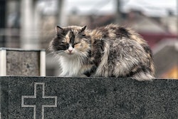 (Cat in cemetery in Timisoara, Romania. Remus Rigo | BigStock.com)