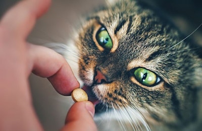 Pet owners are finding a place for functional pet foods and treats as well as supplements in their pets’ diets. (Valery Kudryavtsev | iStock Photo.com)