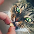Pet owners are finding a place for functional pet foods and treats as well as supplements in their pets’ diets. (Valery Kudryavtsev | iStock Photo.com)