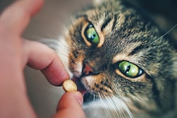 Pet owners are finding a place for functional pet foods and treats as well as supplements in their pets’ diets. (Valery Kudryavtsev | iStock Photo.com)