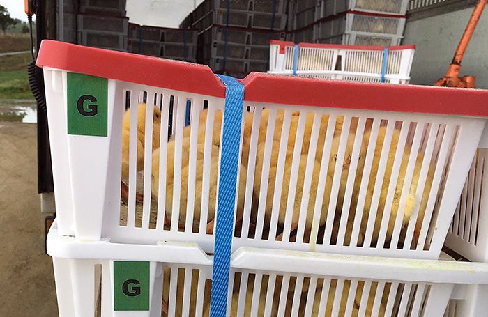 The facility has been shipping to customers since May this year. (Courtesy Cobb-Vantress Inc.)