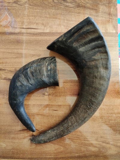 AL Haneef Handicraft Dog Chew Buffalo Horns