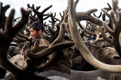 The Yamalo-Nenets district of Russia is home to the world’s largest deer herd. l Courtesy of Yamal Deer